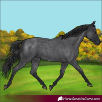 Horse Color:Blue Roan 