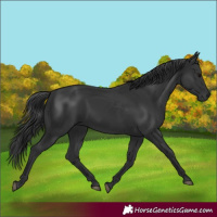 Horse Color:Black 