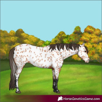 Horse Color:Bay Appaloosa
