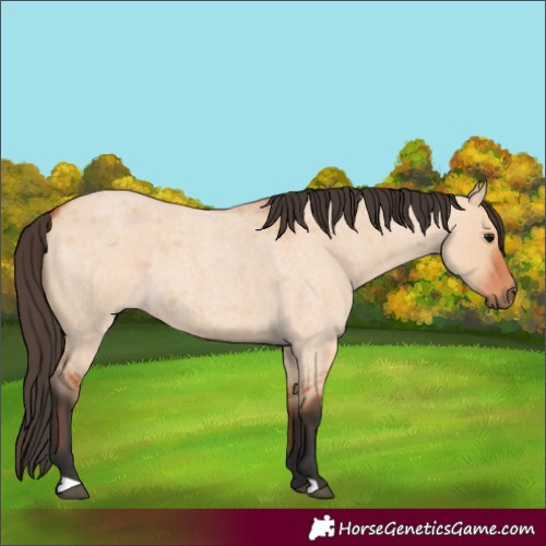 Horse Color:Bay Roan Dun