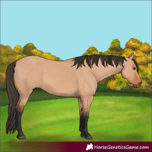 Horse Color:Bay Dun