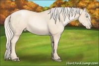 Horse Color:Gold Cream Champagne Pearl
