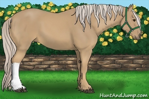 Horse Color:Palomino 