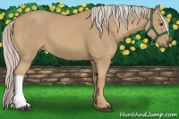 Horse Color:Palomino 