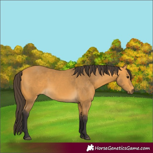 Horse Color:Buckskin 