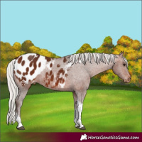 Horse Color:Silver Bay Tobiano Appaloosa Rabicano 