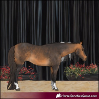 Horse Color:Buckskin Tobiano