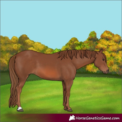 Horse Color:Chestnut 