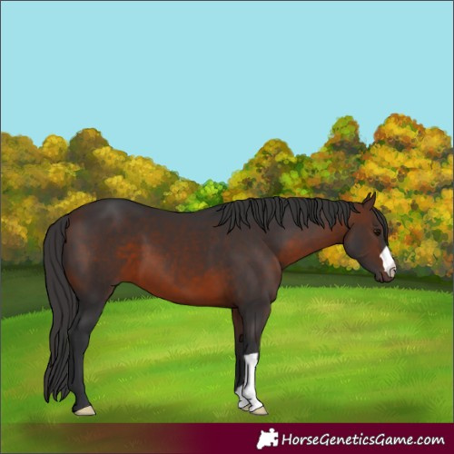 Horse Color:Brown 