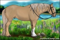 Horse Color:Palomino