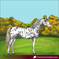 Horse Color:Liver Chestnut Tobiano Appaloosa 