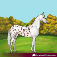 Horse Color:Silver Bay Tobiano Appaloosa 