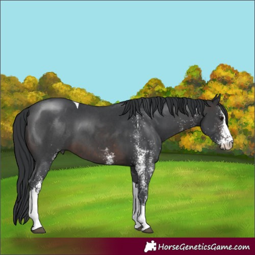Horse Color:White Spotted Brown Tobiano 