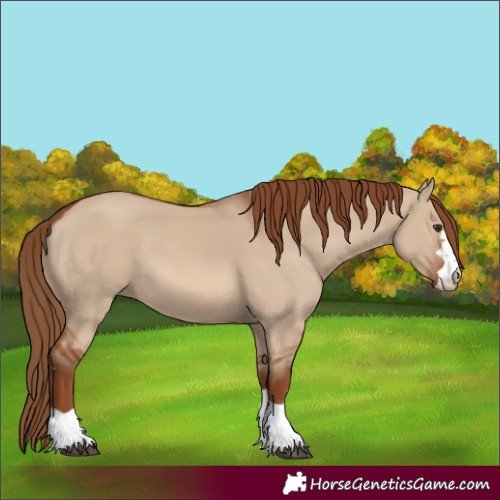 Horse Color:Red Dun 