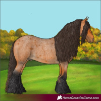 Horse Color:White Spotted Buckskin Roan 