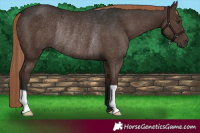 Horse Color:Liver Chestnut Rabicano 