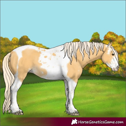 Horse Color:Palomino Sabino Tobiano