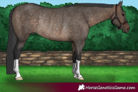 Horse Color:Brown Dun Rabicano 
