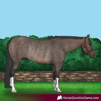 Horse Color:Brown Dun Rabicano
