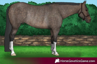 Horse Color:Brown Dun Rabicano 