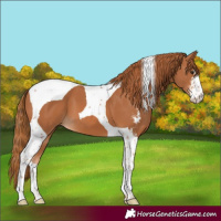 Horse Color:Chestnut Sabino Tobiano