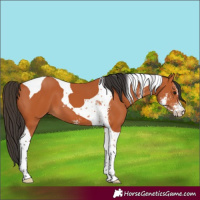 Horse Color:Bay Sabino Tobiano