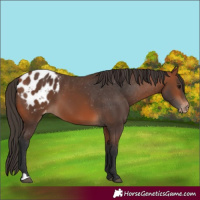 Horse Color:Bay Appaloosa