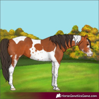 Horse Color:Bay Sabino Tobiano