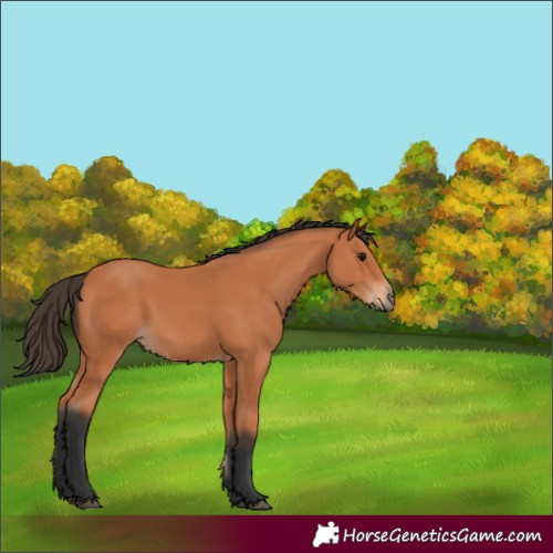 Horse Color:Unknown 
