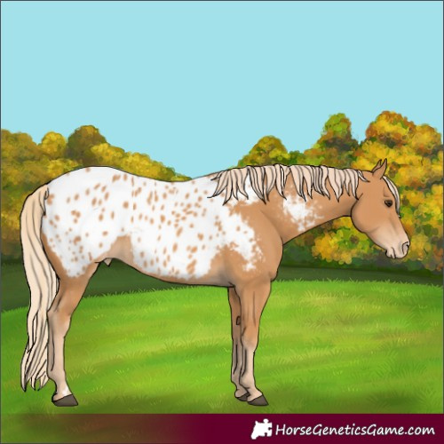 Horse Color:Unknown