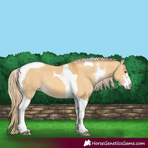 Horse Color:Palomino Dun Sabino Tobiano