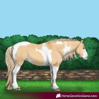 Horse Color:Palomino Dun Sabino Tobiano 