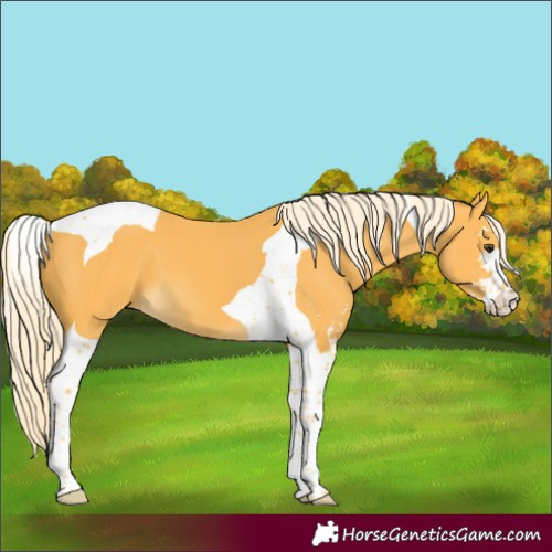 Horse Color:Palomino Sabino Tobiano 