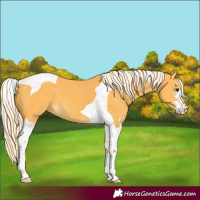 Horse Color:Palomino Sabino Tobiano