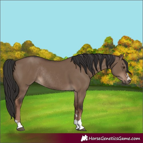 Horse Color:Liver Red Dun Rabicano