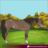 Horse Color:Liver Red Dun Rabicano 