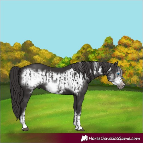 Horse Color:Smoky Black Frame  and Smoky Black Frame 