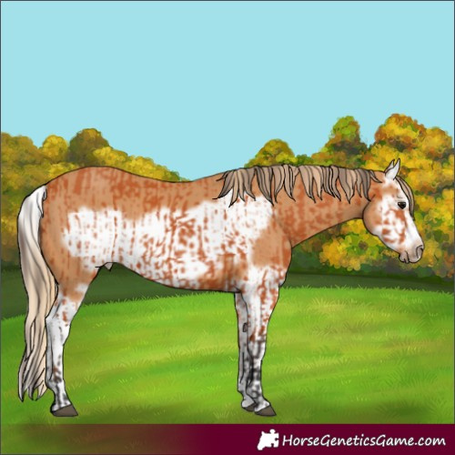 Horse Color:Bay Splash Frame  and Chestnut Splash Frame 