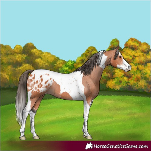 Horse Color:Bay Sabino Tobiano Appaloosa 