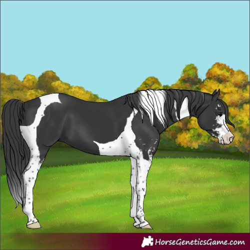 Horse Color:Black Sabino Tobiano 