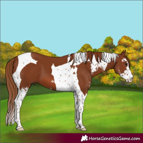 Horse Color:Chestnut Sabino Tobiano