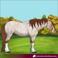 Horse Color:Red Dun Roan Splash Frame Rabicano 