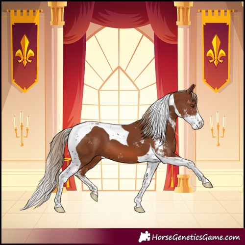 Horse Color:Chestnut Sabino Tobiano 