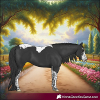 Horse Color:Black Sabino Tobiano