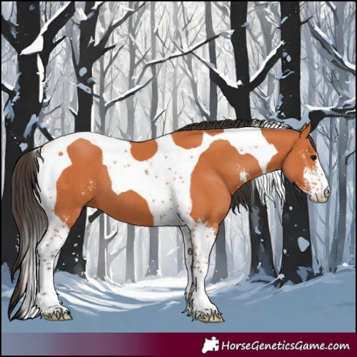 Horse Color:Bay Sabino Tobiano