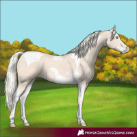 Horse Color:Cremello Sabino Tobiano 
