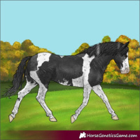 Horse Color:Black Sabino Tobiano 