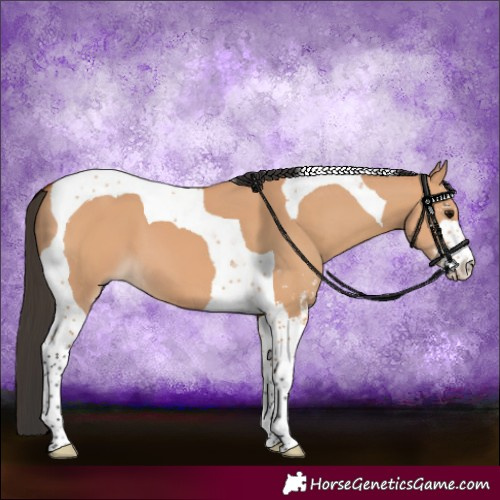 Horse Color:Bay Dun Sabino Tobiano 