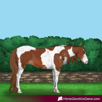 Horse Color:Chestnut Sabino Tobiano 