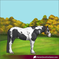 Horse Color:Black Sabino Tobiano